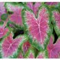 2ct. Caladium Rosebud Bulbs By CaladiumParadise