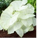 2ct. Caladium Florida Moonlight Bulbs By CaladiumParadise 2ct. Caladium Florida Moonlight Bulbs By CaladiumParadise