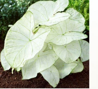 2ct. Caladium Florida Moonlight Bulbs By CaladiumParadise