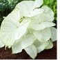2ct. Caladium Florida Moonlight Bulbs By CaladiumParadise