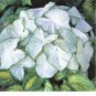 2ct. Caladium Florida Moonlight Bulbs By CaladiumParadise