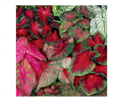 5ct. Caladium Mixed Bulbs by caladiumparadie