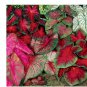 5ct. Caladium Mixed Bulbs by caladiumparadie
