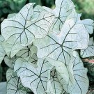 2ct. Caladium Candidum Jr. Bulbs-by CaladiumParadise 2ct. Caladium Candidum Jr. Bulbs-by CaladiumParadise