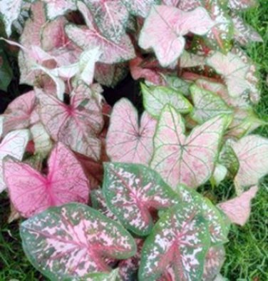 5ct. Caladium Mixed Pink Bulbs By CaladiumParadise