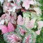5ct. Caladium Mixed Pink Bulbs By CaladiumParadise