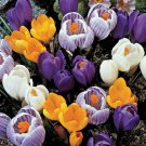 (10) Crocus Species Bulbs Mix Perennial, Zones: 4-9 (10) Crocus Species Bulbs Mix Perennial, Zones: 4-9