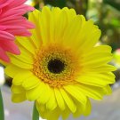 50pcs Yellow Gerbera Sunflower Seeds - Rare and Stunning 50pcs Yellow Gerbera Sunflower Seeds - Rare and Stunning