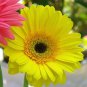 50pcs Yellow Gerbera Sunflower Seeds - Rare and Stunning