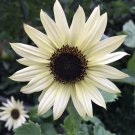 50 PCS Sunflower, Italian White- Non-GMO Heirloom Variety 50 PCS Sunflower, Italian White- Non-GMO Heirloom Variety