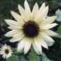 50 PCS Sunflower, Italian White- Non-GMO Heirloom Variety
