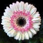 50 Pcs Pink White Gerbera Flower Seeds - Non-GMO Heirloom Variety