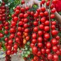 50+ RARE ORGANIC WATERFALL SWEET- TOMATOES SEEDS