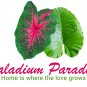 (2ct) Caladium Festivia Bulbs -by Caladiumparadise