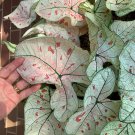 (2ct) Caladium Cranberry Star Bulbs by CaladiumParadise (2ct) Caladium Cranberry Star Bulbs by CaladiumParadise