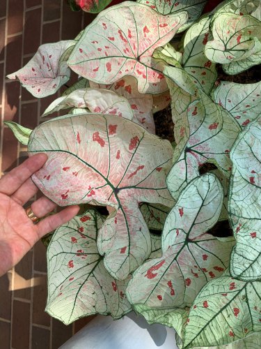 (2ct) Caladium Cranberry Star Bulbs by CaladiumParadise
