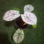 (2ct) Caladium Cranberry Star Bulbs by CaladiumParadise