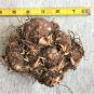(2ct) Caladium Cranberry Star Bulbs by CaladiumParadise