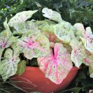 (2ct) - Caladium Miss Muffet Bulbs -byCaladiumParadise (2ct) - Caladium Miss Muffet Bulbs -byCaladiumParadise