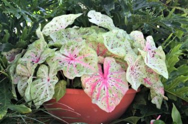 (2ct) - Caladium Miss Muffet Bulbs -byCaladiumParadise