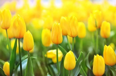 5ct Yellow Tulip Bulbs
