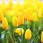 5ct Yellow Tulip Bulbs