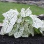 (2ct) Caladium Candidum Jr -ByCaladiumParadise