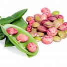 Christmas Organic Lima Bean 25 +Seeds (RARE) Christmas Organic Lima Bean 25 +Seeds (RARE)