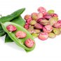 Christmas Organic Lima Bean 25 +Seeds (RARE)