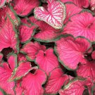 2ct. Caladium Sizzle Tropical Bulbs By CaladiumParadise 2ct. Caladium Sizzle Tropical Bulbs By CaladiumParadise