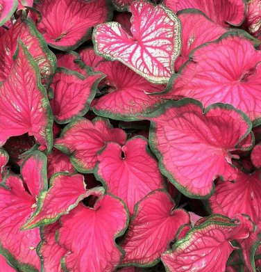 2ct. Caladium Sizzle Tropical Bulbs By CaladiumParadise