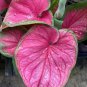 2ct. Caladium Sizzle Tropical Bulbs By CaladiumParadise