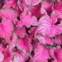 2ct. Caladium Sizzle Tropical Bulbs By CaladiumParadise