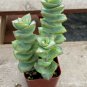 SUCCULENT ~ Crassula perforata ~String of Buttons~ (1) 1" LIVE ROOTED PLANT