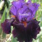 Habit - Vibrant purple and Red Iris Flower- German Tall Bearded Iris - 34" tall!