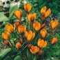 (5)  Orange Monarch Snow Crocus Bulbs