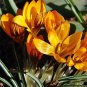 (5)  Orange Monarch Snow Crocus Bulbs