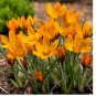 (5)  Orange Monarch Snow Crocus Bulbs