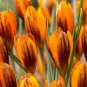 (5) Orange Monarch Snow Crocus Bulbs
