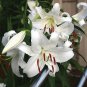 Casa Blanca Lily bulb
