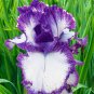 Tall Bearded Iris Rhizomes These Extra Large Iris Blooms Have Beautiful Colors