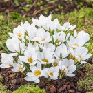 Snow Peter Pan White Crocus Bulbs Snow Peter Pan White Crocus Bulbs
