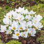 Snow Peter Pan White Crocus Bulbs