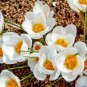 Snow Peter Pan White Crocus Bulbs