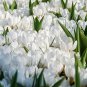 Snow Peter Pan White Crocus Bulbs