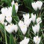 Snow Peter Pan White Crocus Bulbs