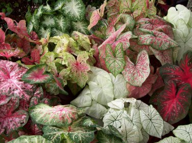 Caladiums Random Mix Size 5 Bulbs