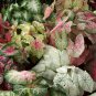 Caladiums Random Mix Size 5 Bulbs