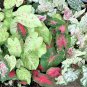 Caladiums Random Mix Size 5 Bulbs