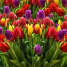 6- Mixed Triumph Tulip Flower Bulbs Mixed Rainbow White Red Purple Yellow